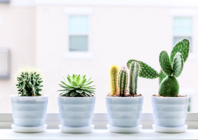 Kaktusy doniczkowe - idealne rośliny do wnętrz w stylu minimalistycznym
